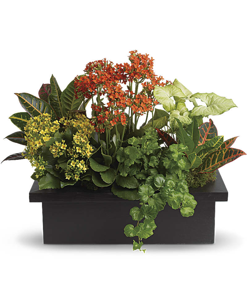 Fall Plants